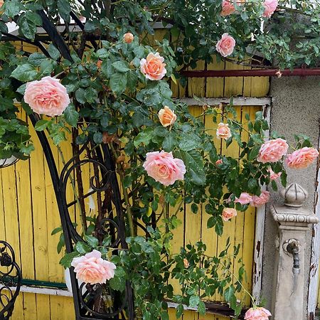 Luxurious Villa With Lush Garden And Huge Terrace Near Herastrau Park Bucharest Exterior photo