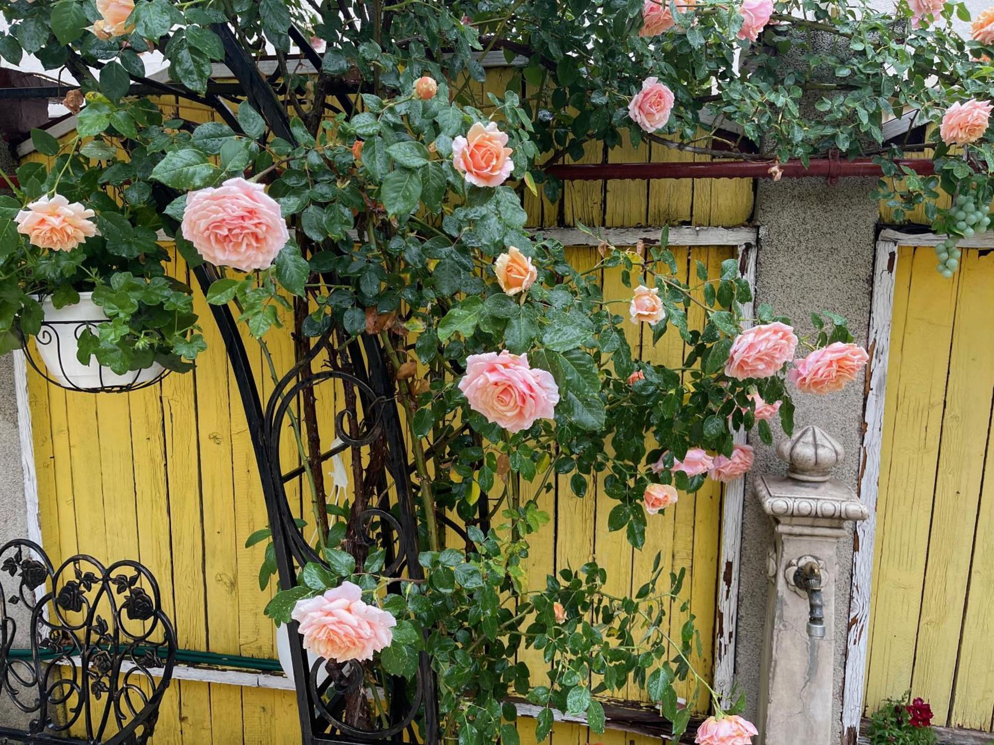 Luxurious Villa With Lush Garden And Huge Terrace Near Herastrau Park Bucharest Exterior photo